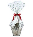 Holly with Snow Cellophane Roll