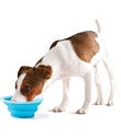 Collapsible Travel Pet Cup