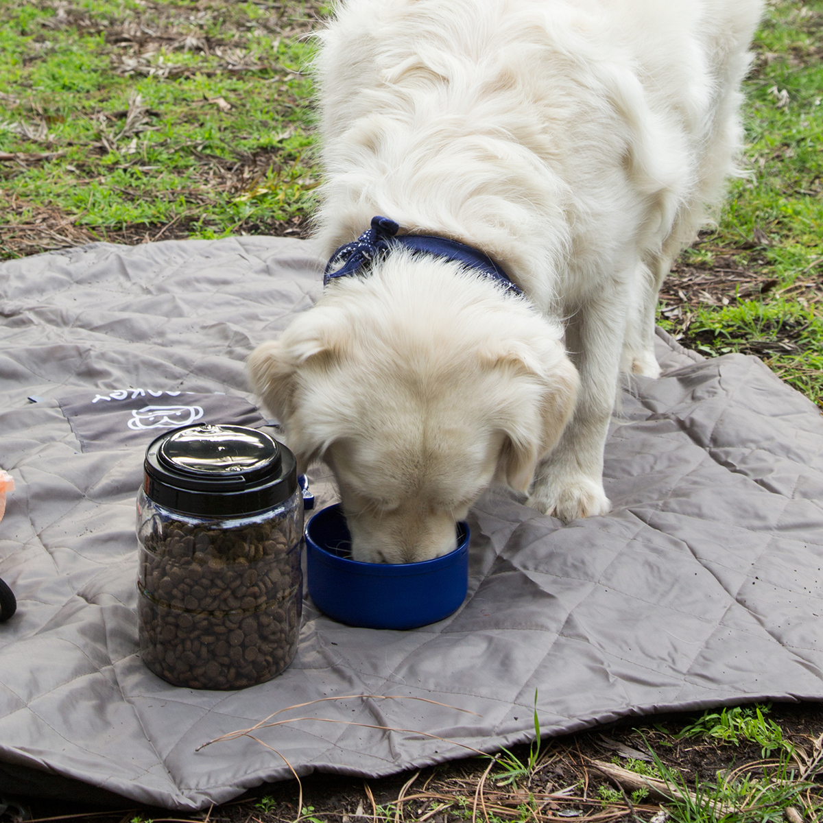 pet travel tainer