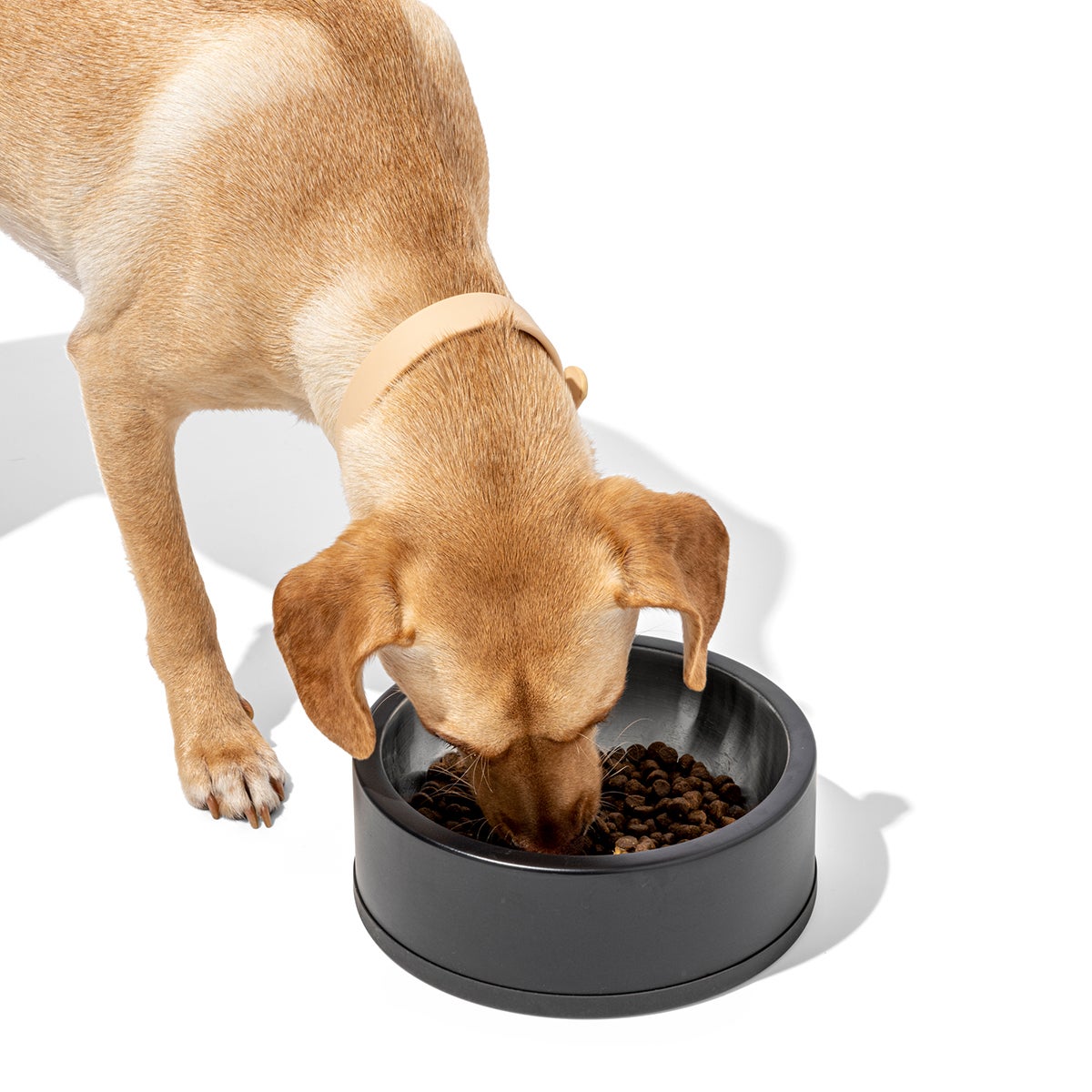 Wild One Pet Food Bowl The Container Store