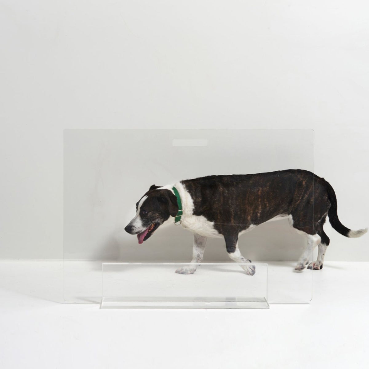 hiddin Tall View Panel Freestanding Pet Gate Clear