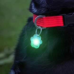 Brightz® Pup Light-Up LED Dog Collar Charms Morphing Rainbow Pkg/2